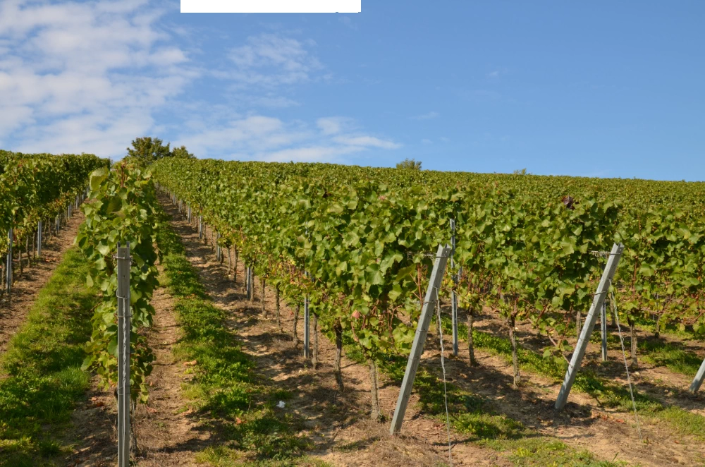 auflugoppenheim2015-1000(7)